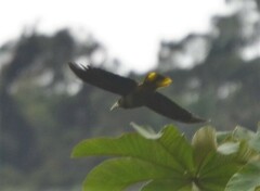 Psarocolius atrovirens