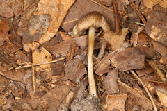 Pseudosperma curreyi