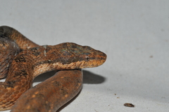 Tropidophis melanurus