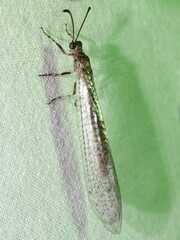 Bandidus cornutus