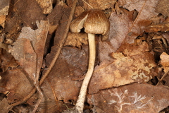 Pseudosperma curreyi