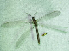 Bandidus cornutus