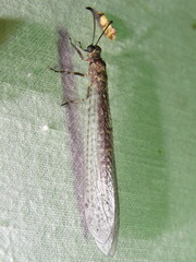 Bandidus cornutus
