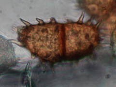 Allodus podophylli