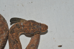 Tropidophis melanurus