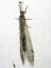 Escura australis