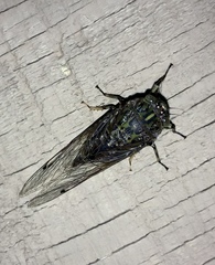 Amphipsalta