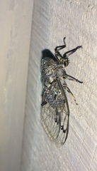 Amphipsalta