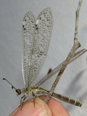 Escura australis