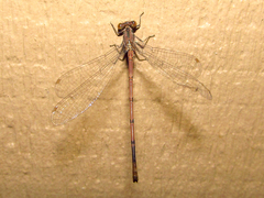 Lestes rectangularis