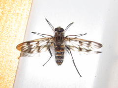 Rhagio mystaceus