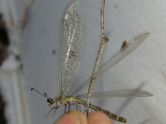 Escura australis