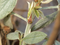 Dendrolobium triangulare