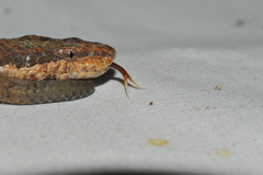 Tropidophis melanurus