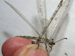 Escura australis