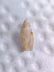 Olivella fulgurata