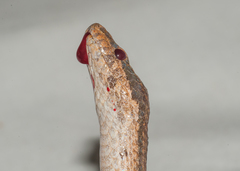 Tropidophis melanurus