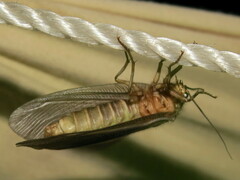 Ithone wilsoni