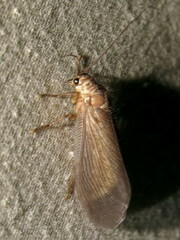 Ithone wilsoni