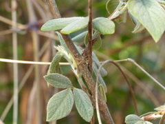 Dendrolobium triangulare
