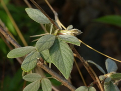 Dendrolobium triangulare