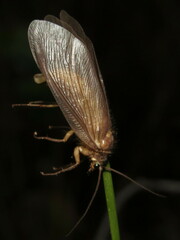 Ithone wilsoni