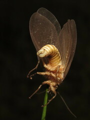 Ithone wilsoni