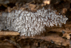 Ceratiomyxa fruticulosa fruticulosa