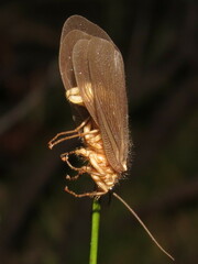 Ithone wilsoni
