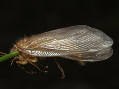 Ithone wilsoni