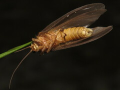 Ithone wilsoni