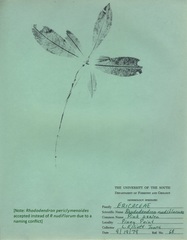 Rhododendron periclymenoides