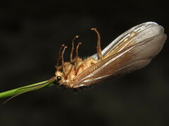 Ithone wilsoni