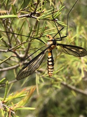 Leptotarsus clavatus
