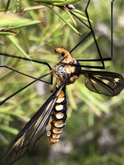 Leptotarsus clavatus