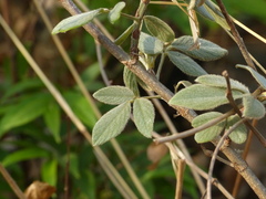 Dendrolobium triangulare