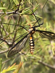 Leptotarsus clavatus