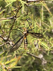 Leptotarsus clavatus