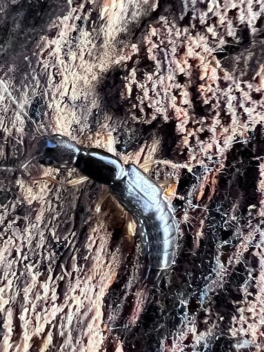 Homaeotarsus floridanus