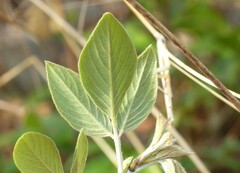 Dendrolobium triangulare