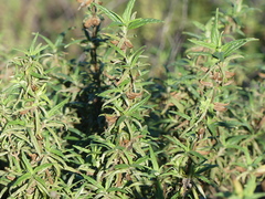 Diplacus aurantiacus