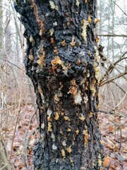 Phloeotribus liminaris