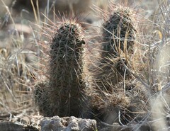 Echinocereus engelmannii fasciculatus