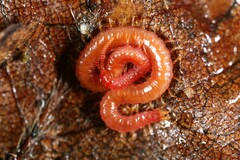 Strigamia bothriopus