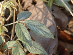 Dendrolobium triangulare