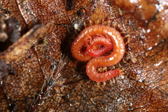 Strigamia bothriopus