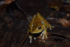 Boana calcarata