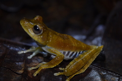 Boana calcarata