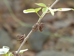 Dendrolobium triangulare
