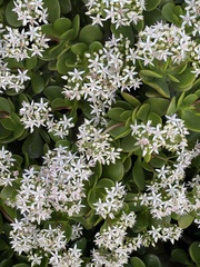 Crassula ovata